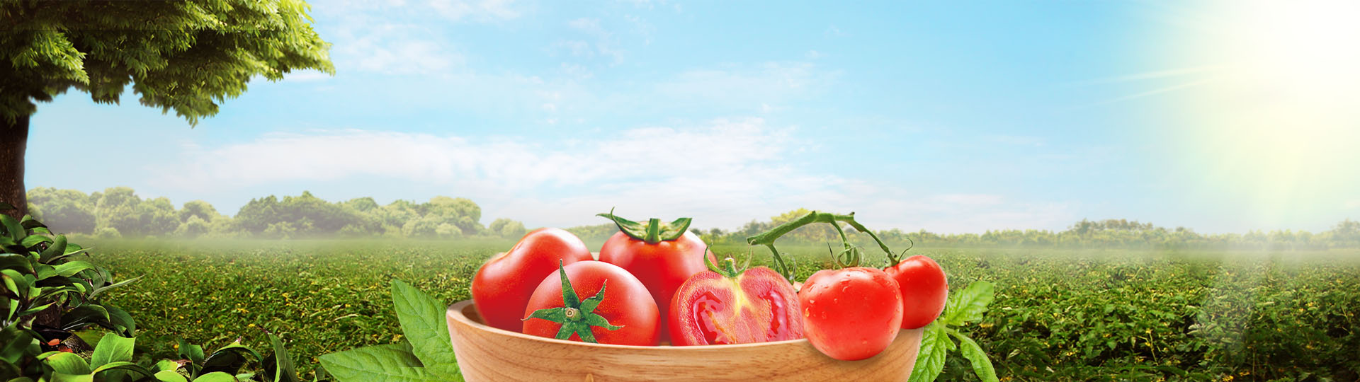 tomato paste.jpg